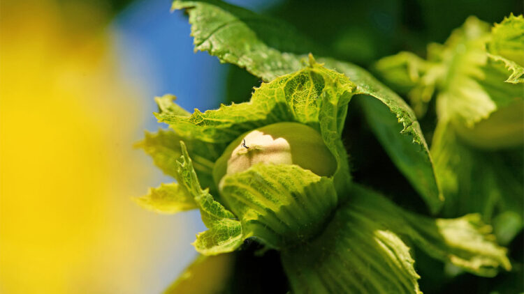 Ferrero Fındık Sırbistan ve İtalya'da stratejik yatırımlar yapıyor
