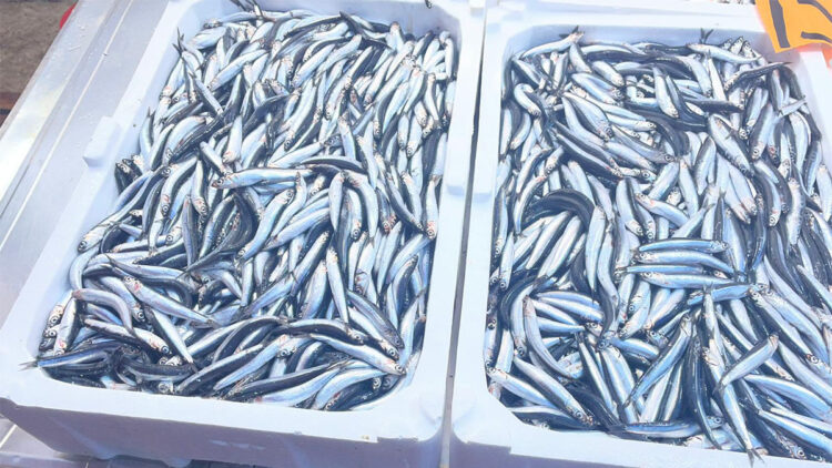 Hamsinin fiyatı gelen balık miktarına göre değişiyor