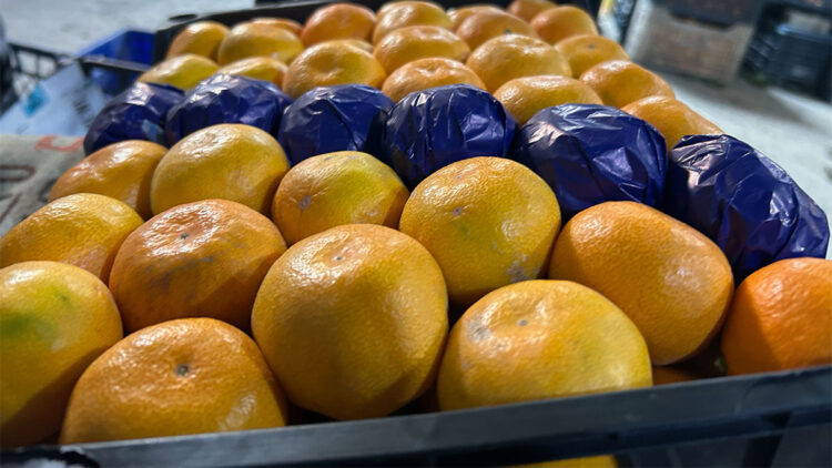 Hatay'da dalında kalan mandalinadan meyve suyu üretilecek