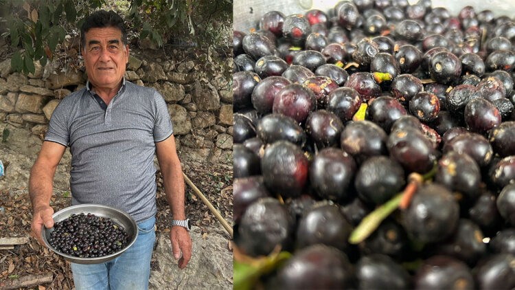 Defne yağının litresi bin liradan alıcı buluyor