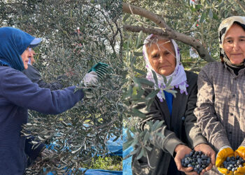 Hatay'da zeytin hasadı başladı; bu yıl 201 bin ton rekolte bekleniyor
