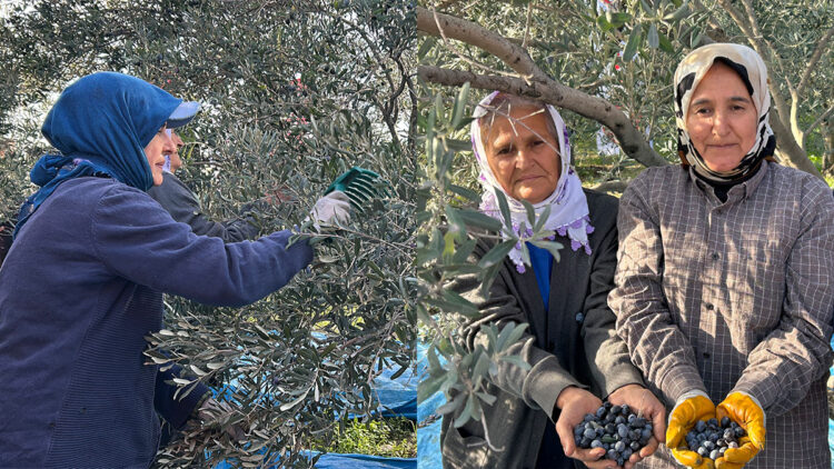 Hatay'da zeytin hasadı başladı; bu yıl 201 bin ton rekolte bekleniyor