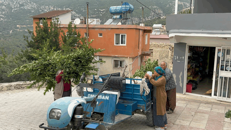 Hatay'da köylülerin geçim kaynağı defne çalılarında mesaisi başladı