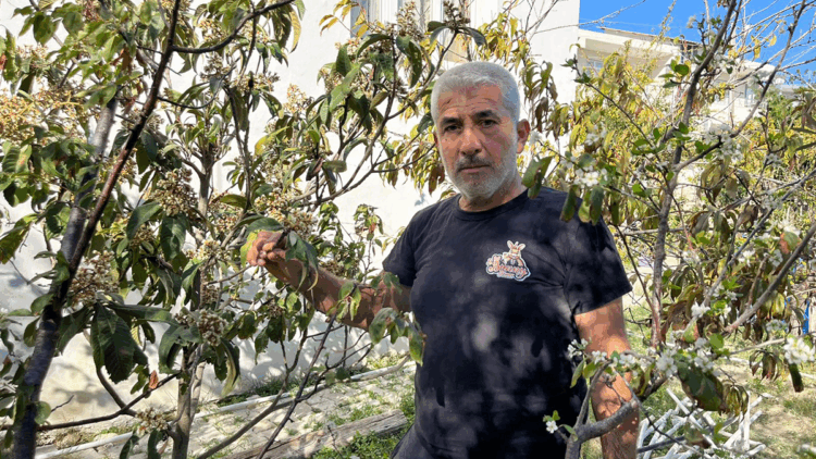 Hatay'da meyve ağaçları sonbaharda çiçek açtı