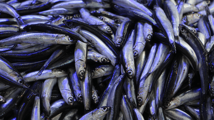 Hava soğudu, balık tezgahları hamsi ile doldu