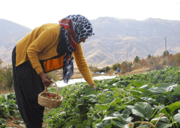 Hobi olarak başladığı çilek üreticiliği geçim kaynakları oldu