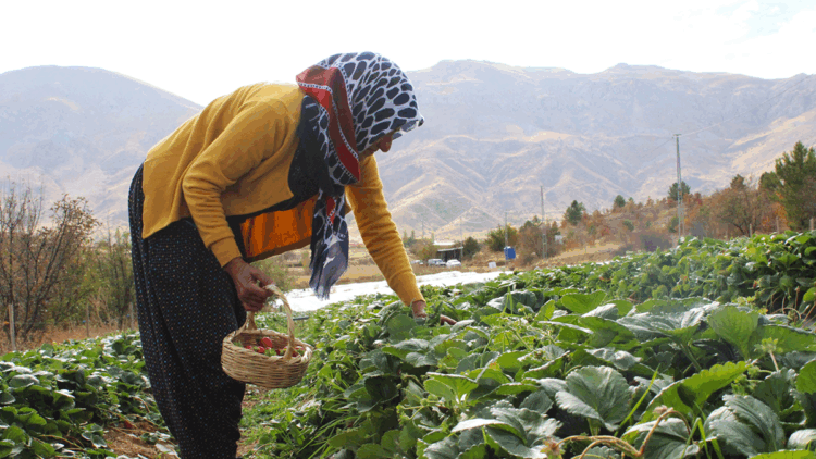 Hobi olarak başladığı çilek üreticiliği geçim kaynakları oldu
