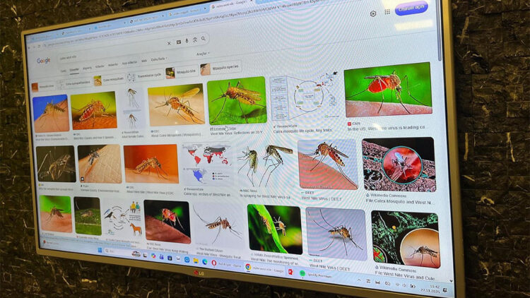 Tropikal kökenli sivrisinekler Türkiye'ye taşındı