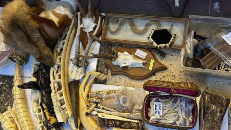 Maltepe'de çok sayıda yasa dışı yaban hayatı ürünü ele geçirildi