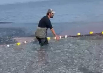 İznik Gölü'nde tek seferde 21 ton gümüş balığı avladı