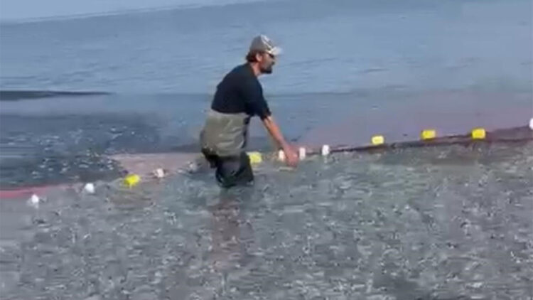 İznik Gölü'nde tek seferde 21 ton gümüş balığı avladı