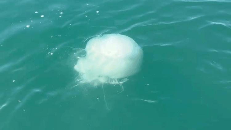 İskenderun Körfezi'nde zehirli denizanası popülasyonu arttı