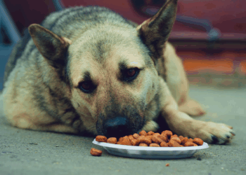İstanbul'da sokak köpeklerini beslemek yasaklandı!