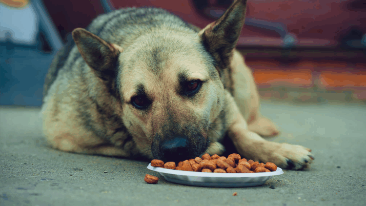 İstanbul'da sokak köpeklerini beslemek yasaklandı!