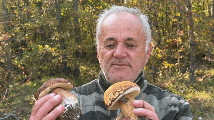 Istranca Ormanları’nda mantar popülasyonu azaldı, kilosu 500 TL’ye çıktı