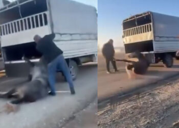 Kamyonetin arkasında dakikalarca sürüklenen atın durumu iyi