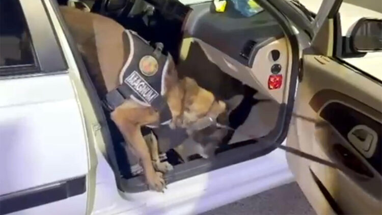 Narkotik köpeği Magnum 8,5 kilo metamfetamini buldu