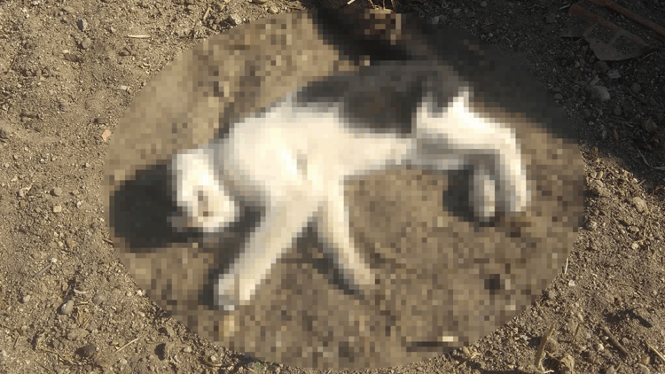 Kedileri av tüfeği ile öldürdüğü iddia edilen komşu için hapis istemi