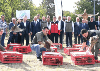 Kene ve kokarcaya karşı 36 bin keklik, 9 bin sülün doğaya salındı