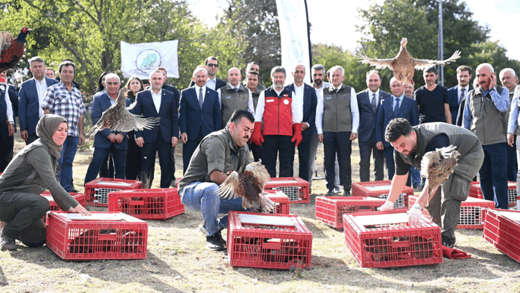 Kene ve kokarcaya karşı 36 bin keklik, 9 bin sülün doğaya salındı
