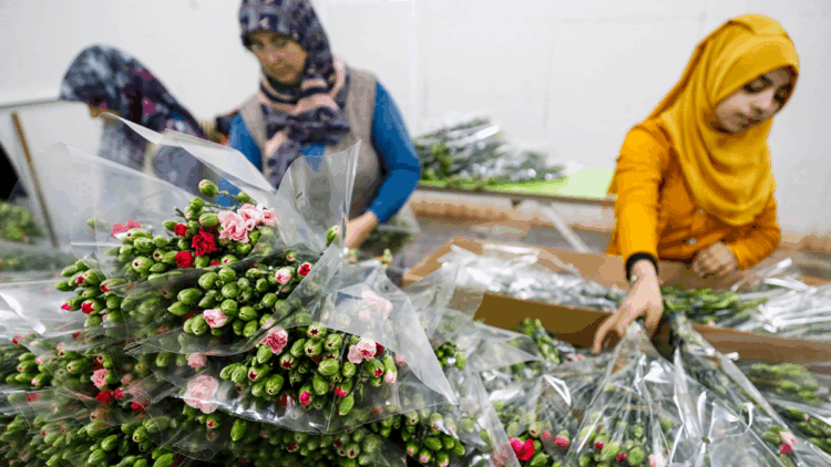 Kesme çiçekte 10 aylık ihracat rekoru