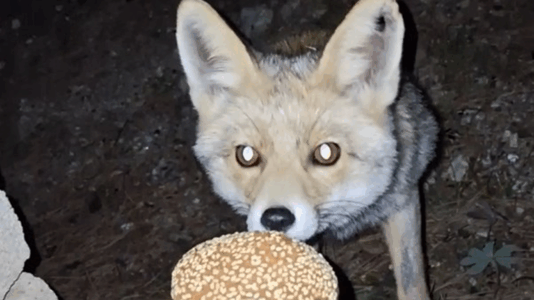 Kömbe yiyen tilki kamerada 