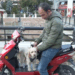 Köpeğini motosikletiyle gezdiriyor