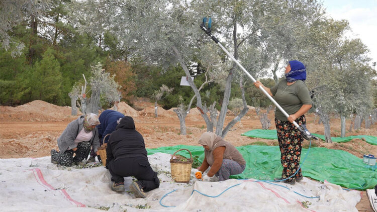 300 yaşındaki zeytin ağacı toprakla buluştu