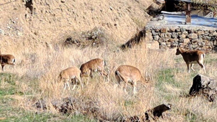 Mahalleye inen dağ keçileri, evlerin arasında dolaşıyor
