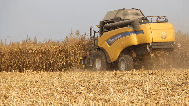 Mardin Ovası'nda mısır hasadı başladı; 2 milyon ton rekolte bekleniyor