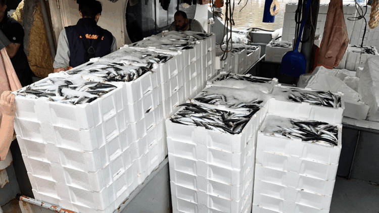 Marmara'da lodos dindi; Tekirdağlı balıkçılar, 600 kasa balık avladı