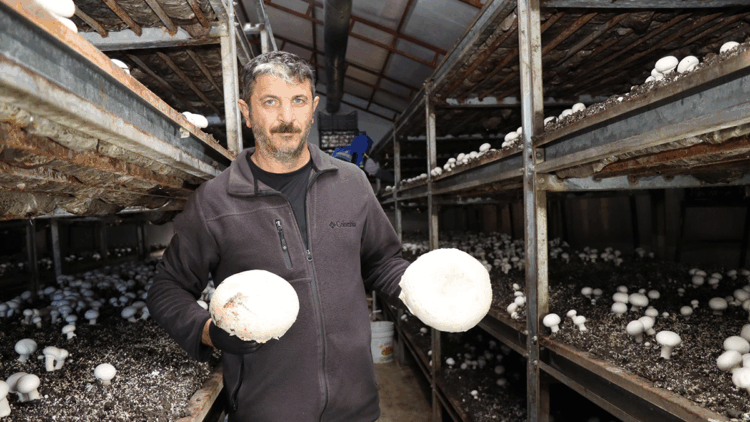 Metropol hayatını bıraktı, memleketinde mantar üretim çiftliği kurdu