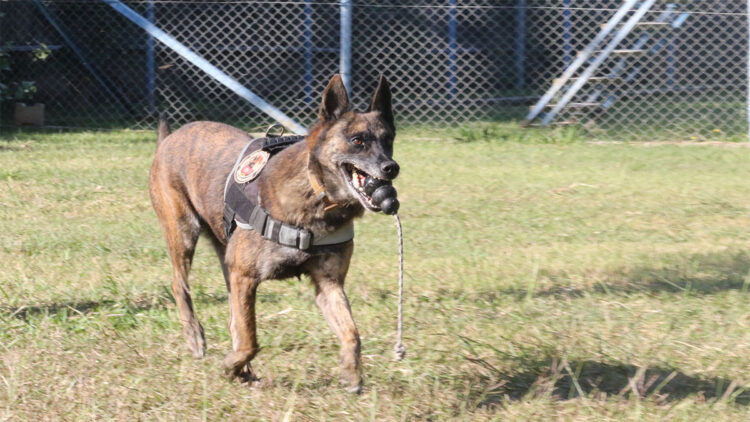 Narkotik köpeklerinin sıra dışı eğitimi
