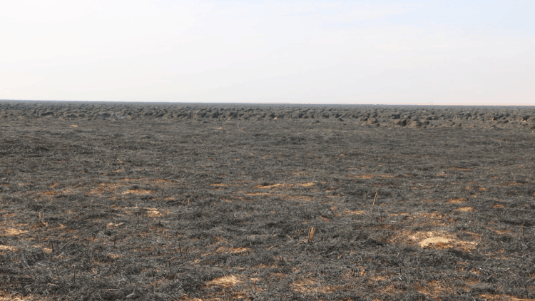 Nehil Sazlığı'ndaki yangın söndürüldü