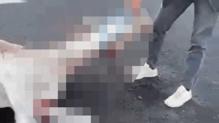 Nevşehir’de otomobilin çarptığı 2 at öldü