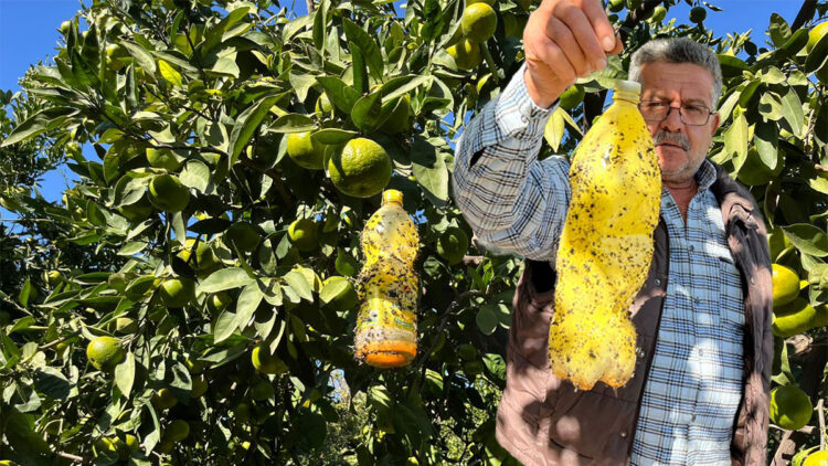 Öğrencilerin tarım zararlısına karşı ürettikleri ürünü çiftçiler kullanıyor