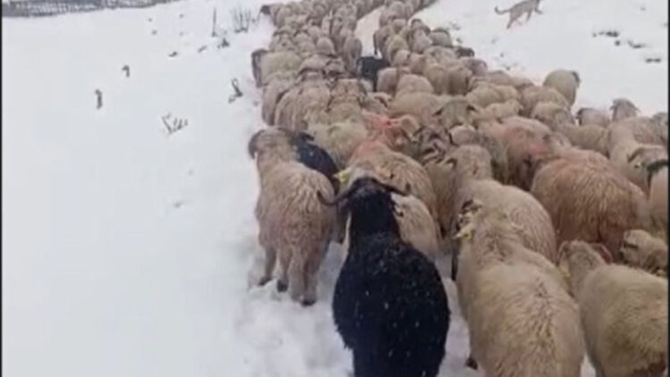 Ordu'da yoğun kar, çobanlara ve sürüye zor anlar yaşattı