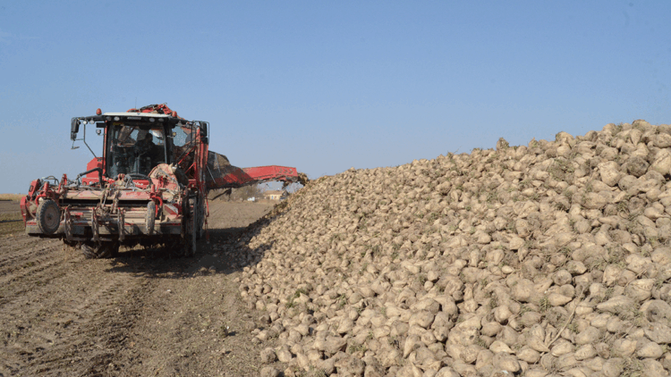 Pancar üreticisi fiyattan memnun