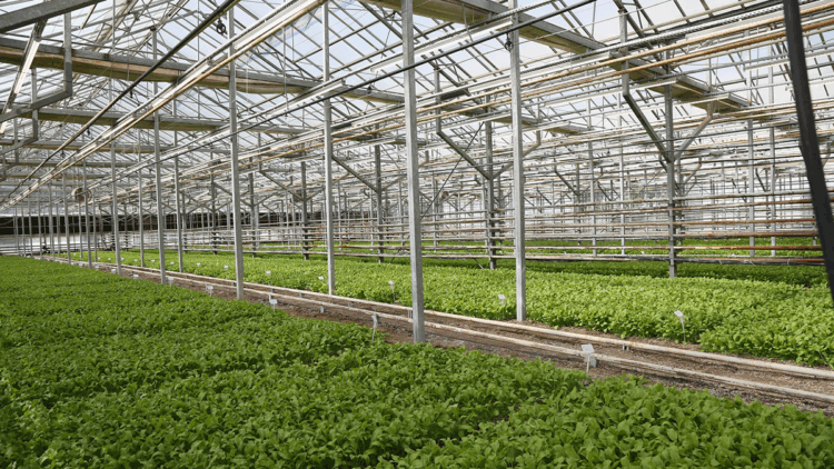 Pancarda Sapa Kalkma Testleri'yle tohumlar analiz ediliyor