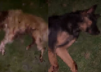 Samsun'da 9 köpek öldürüldü, Valilik açıklama yaptı