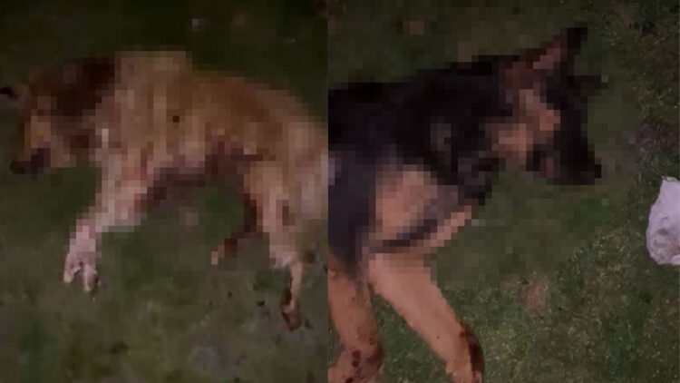 Samsun'da 9 köpek öldürüldü, Valilik açıklama yaptı