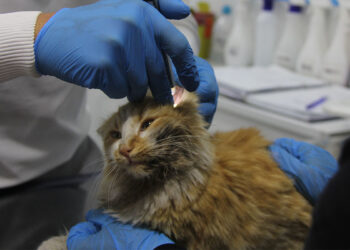 Sivas'ta "Kedi AIDS'i" görüldü