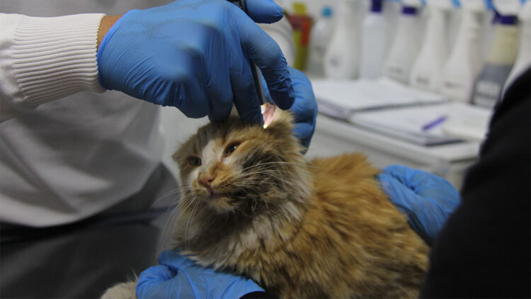 Sivas'ta "Kedi AIDS'i" görüldü