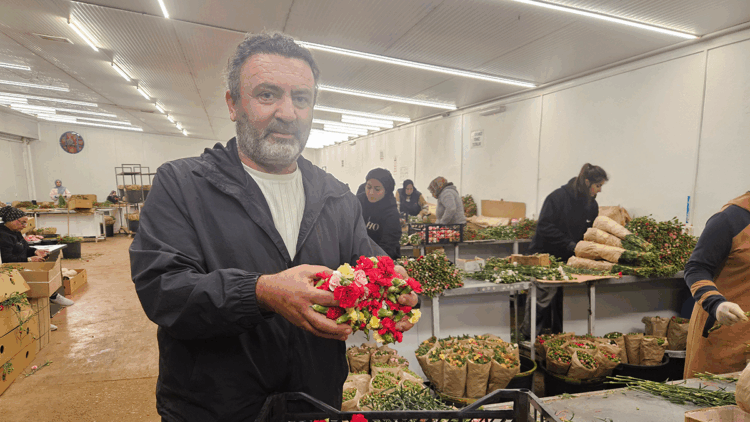 Sirtakide tabak kırmanın yerini Türk karanfilleri aldı