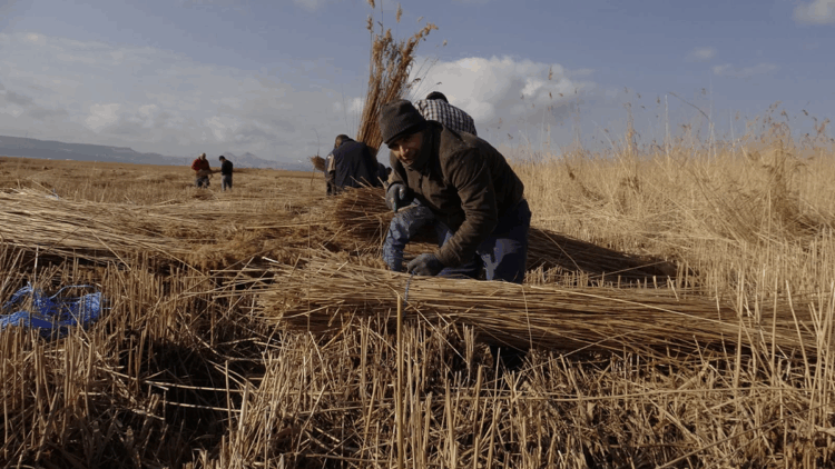 Sultan Sazlığı'ndan Avrupa'ya kamış ihracatı 