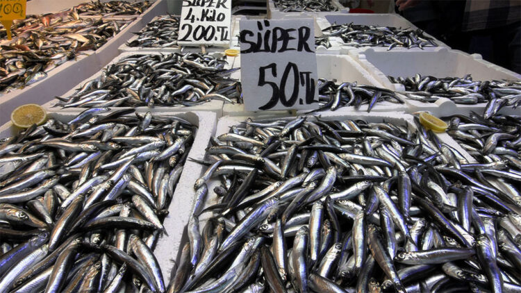 İstavrit yerini hamsiye bıraktı