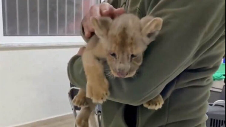 Yasa dışı yolla Türkiye'ye getirilen Afrika aslanına el konuldu