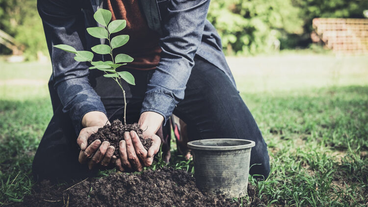 Fidan ekimi: Geleceğe nefes olmak