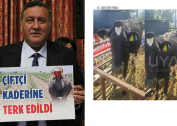 Gebe inekler dahi haciz edildi
