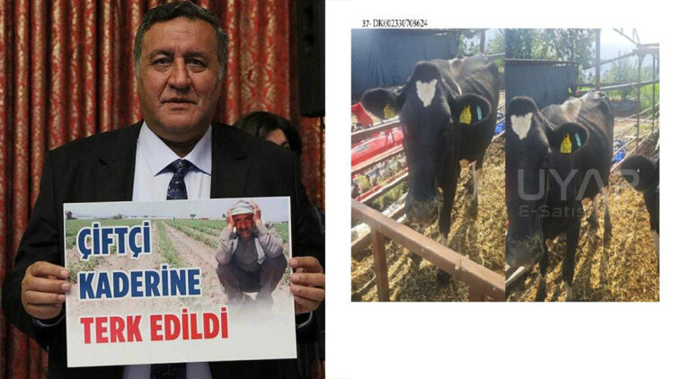 Gebe inekler dahi haciz edildi